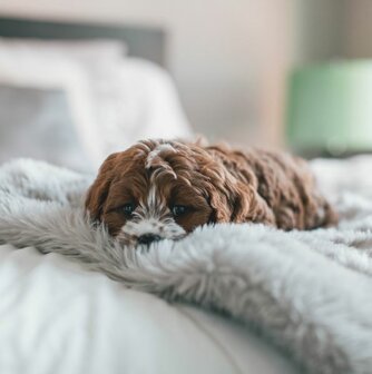Fluffy Blanket - Pluche Hondendeken - 100 x 75 cm - Diverse Kleuren