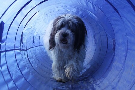 Agility Tunnel