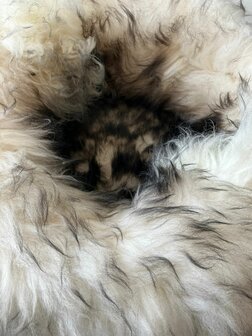 Schapenvacht 100% Echt &amp; Natuurlijk - Zwart Wit 60-70 cm - Hondenmand Kattenmand