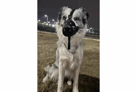 Muilkorf Siliconen Snuitje - Zwart TPE MT6