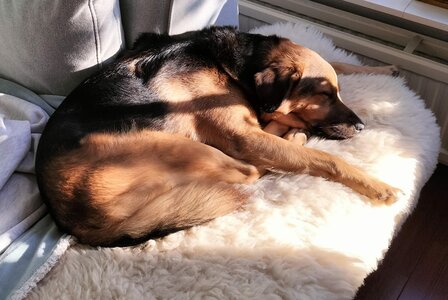 Schapenvacht 100% Echt &amp; Natuurlijk - Cr&egrave;me Middel Lang Haar - 130-140 cm