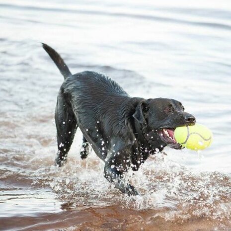 KONG AirDog Squeaker Football - Medium