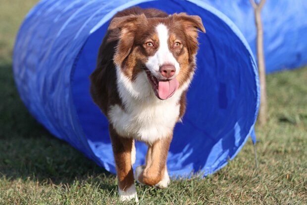 Agility Tunnel