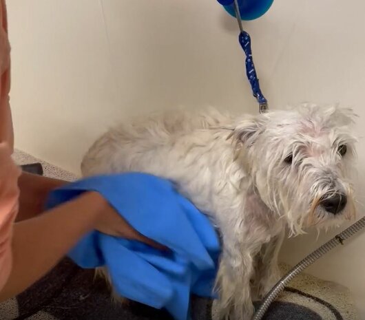 Hondenhanddoek Aeolus - Blauw - Voor Hond of Kat