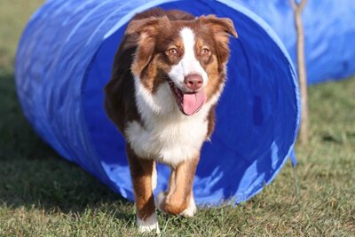 Agility Tunnel