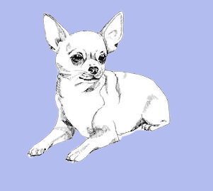 Vetbed Chihuahua Blauw - Anti-Slip - Diverse maten