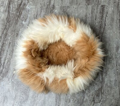 Schapenvacht 100% Echt & Natuurlijk - Hondenmand Kattenmand - Bruin Wit 50-60 cm